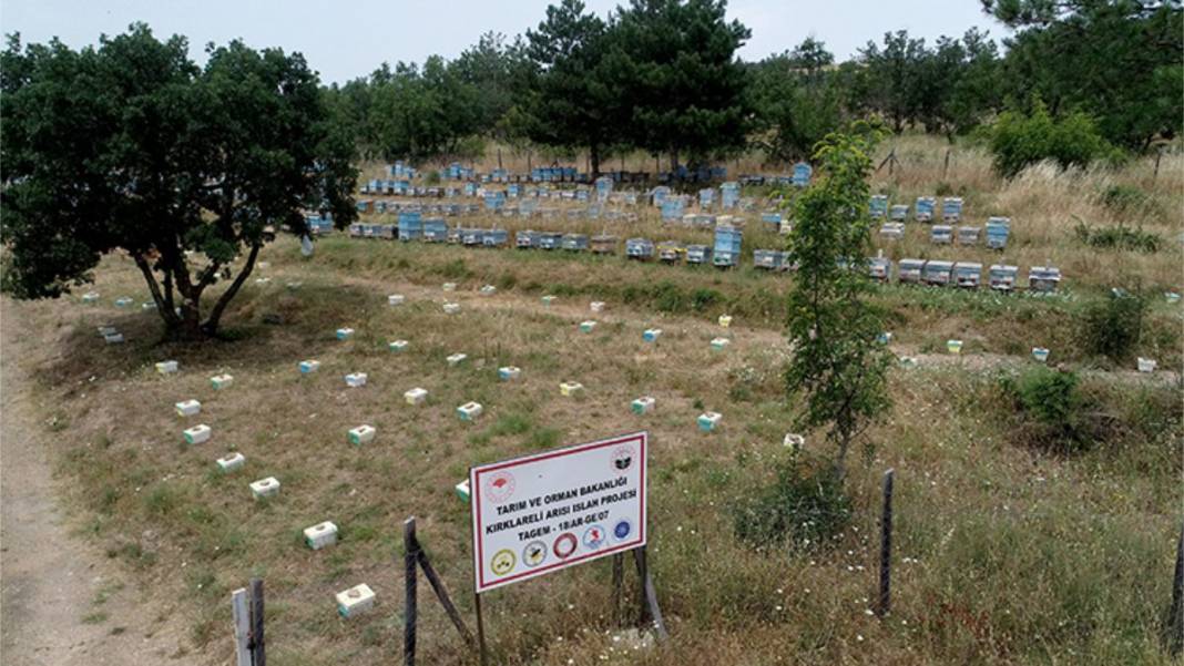 Bal üretimi artsın diye harekete geçildi! Dayanıklı arılar yetiştiriliyor: Üreticilere kovan kovan dağıtılıyor 1